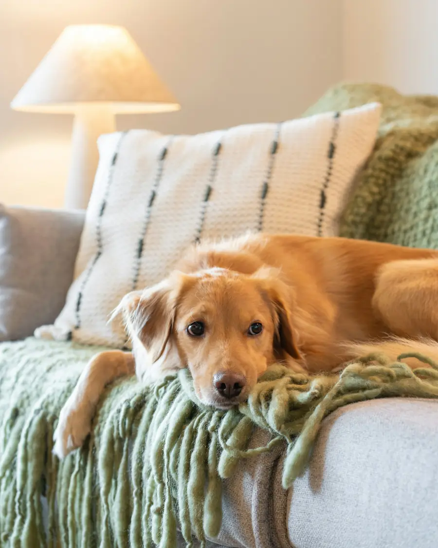 Perro de pelo dorado descansando en un sofá